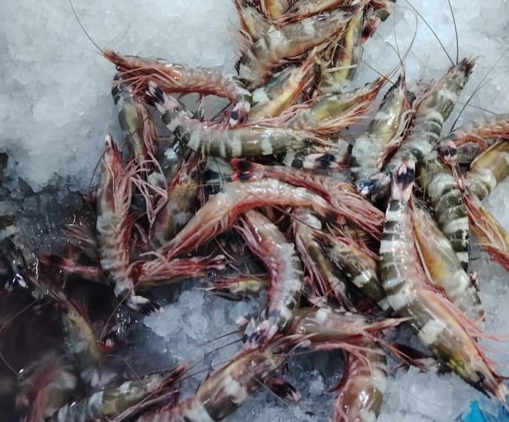 Fresh Catch Daily