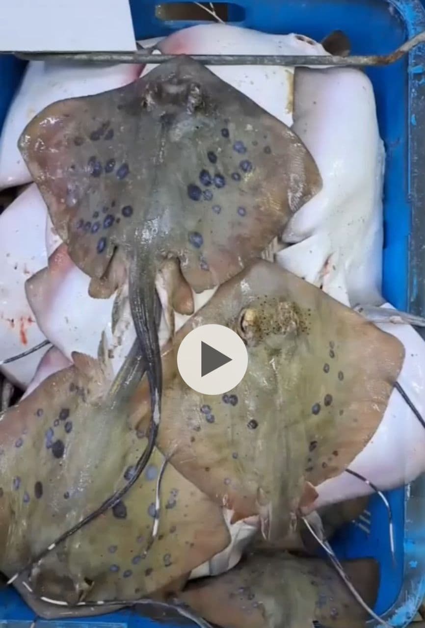 Fresh Catch Daily