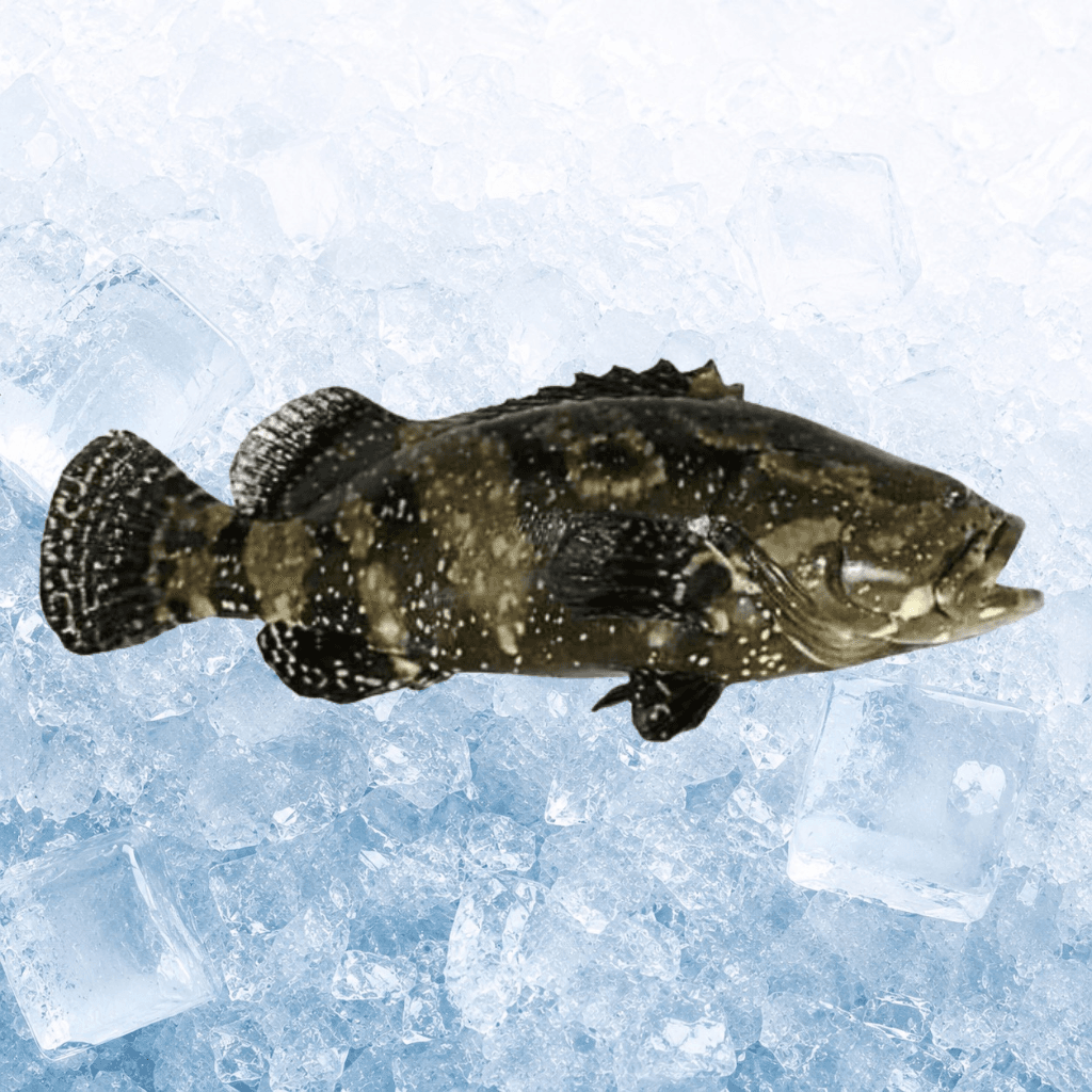 龙虎斑 Fresh Dragon Grouper